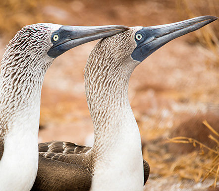 Blue Footed Booby